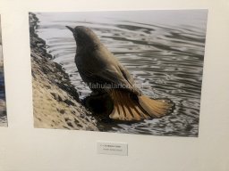 Exposición de aves de la comarca